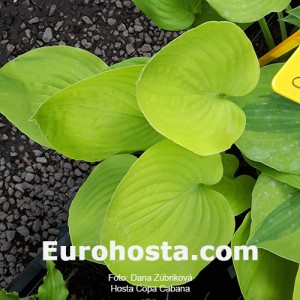 Hosta Copa Cabana