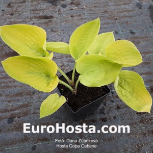 Hosta Copa Cabana