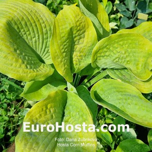 Hosta Corn Muffins