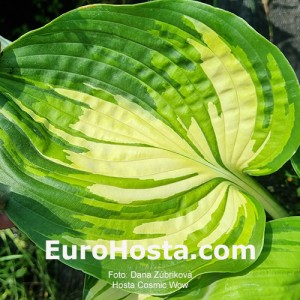 Hosta Cosmic Wow