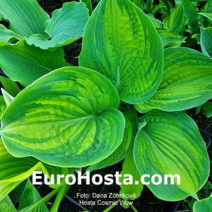 Hosta Cosmic Wow