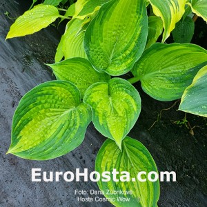 Hosta Cosmic Wow
