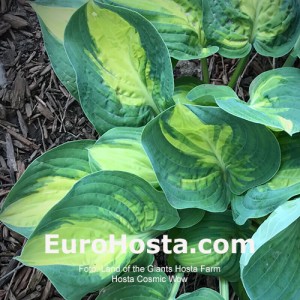 Hosta Cosmic Wow