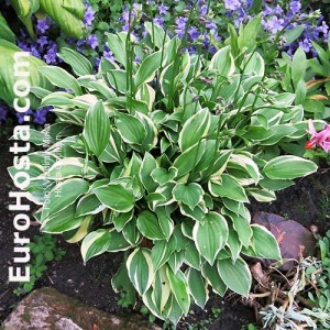 Hosta Cotillion