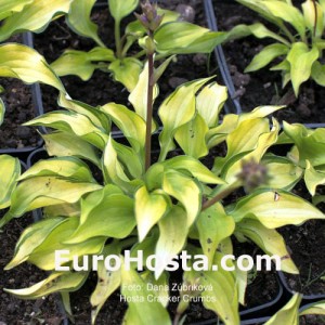 Hosta Cracker Crumbs - Eurohosta