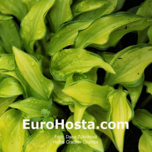 Hosta Cracker Crumbs - Eurohosta