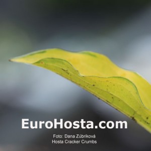 Hosta Cracker Crumbs - Eurohosta