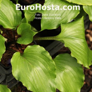 Hosta Cranberry Wine