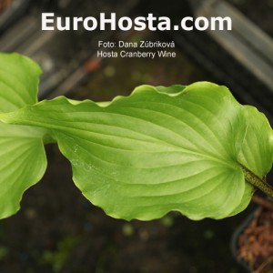 Hosta Cranberry Wine