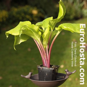 Hosta Cranberry Wine