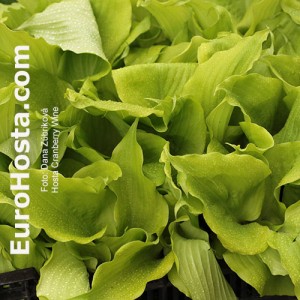 Hosta Cranberry Wine