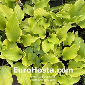 Hosta Cranberry Wine