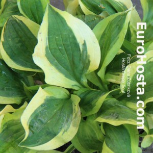 Hosta Crepe Soul