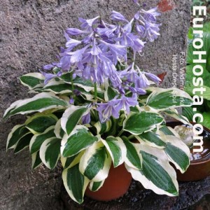 Hosta Crepe Soul