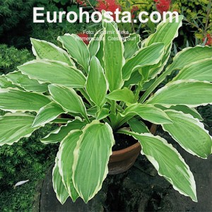 Hosta Crested Surf