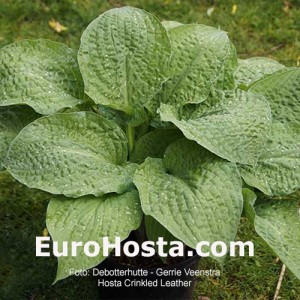 hosta Crinkled Leather