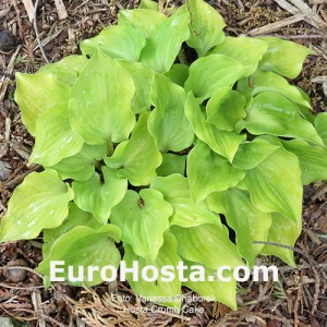 Hosta Crumb Cake