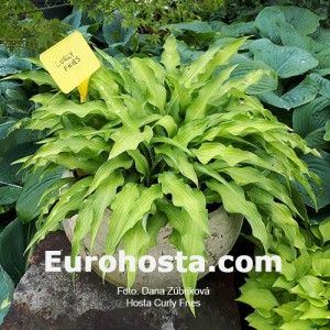 Hosta Curly Fries 