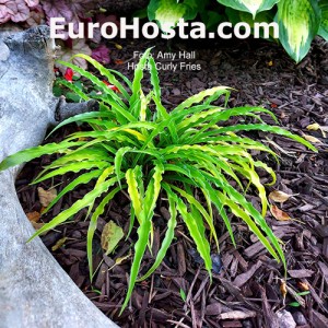 Hosta Curly Fries 