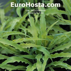 Hosta Curly Fries - Eurohosta