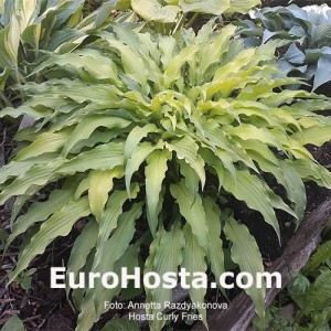 Hosta Curly Fries 