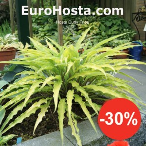 Hosta Curly Fries - Eurohosta