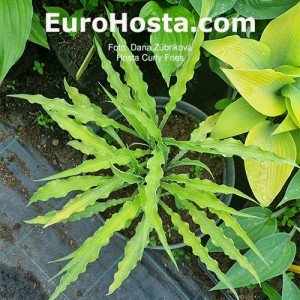 Hosta Curly Fries 