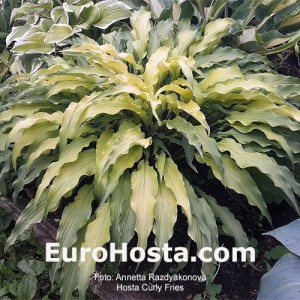 Hosta Curly Fries 