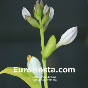 Hosta Dance With Me - Eurohosta