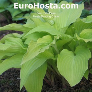 Hosta Dancing Crane | EUROHOSTA