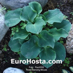 Hosta Dancing Mouse