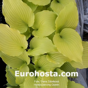 Hosta Dancing Queen