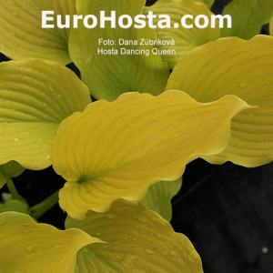 Hosta Dancing Queen