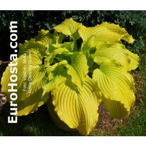 Hosta Dancing Queen - Eurohosta