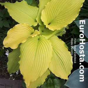 Hosta Dancing Queen