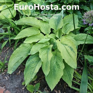 Hosta Danica Paul