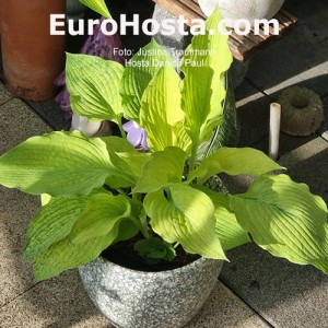 Hosta Danica Paul