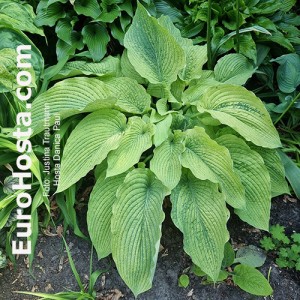 Hosta Danica Paul