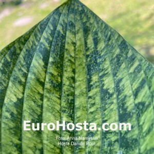 Hosta Danica Paul