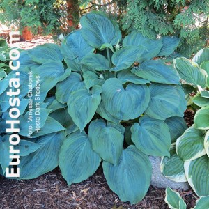 Hosta Dark Shadows - Eurohosta