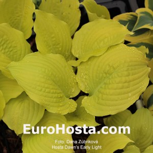 Hosta Dawn's Early Light