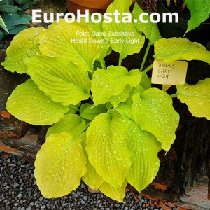 Hosta Dawn's Early Light