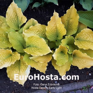 Hosta Dawn's Early Light