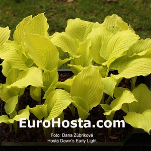 Hosta Dawn's Early Light