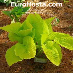 Hosta Dawn's Early Light