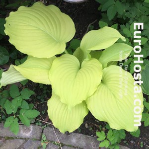 Hosta Dawn's Early Light