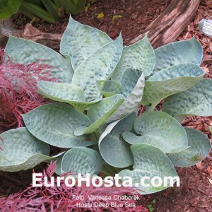 Hosta Deep Blue Sea - Eurohosta