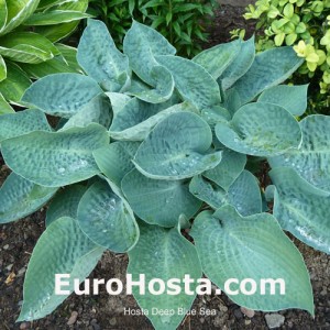 Hosta Deep Blue Sea - Eurohosta