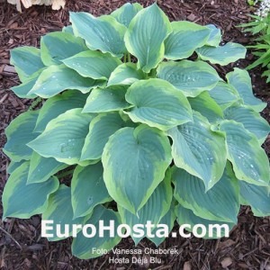 Hosta Déjà Blu - Eurohosta