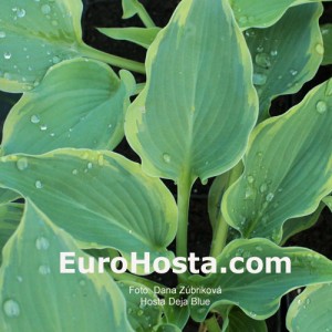 Hosta Déjà Blu - Eurohosta